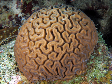 Grooved Brain Coral - Diploria labyrinthiformis - Bonaire