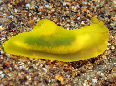 Yellow Nudibranch - Gymnodoris subflava - Dumaguete, Philippines