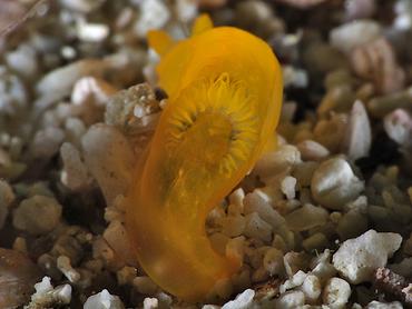 Yellow Nudibranch - Gymnodoris subflava - Komodo, Indonesia