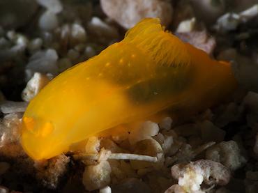 Yellow Nudibranch - Gymnodoris subflava - Komodo, Indonesia