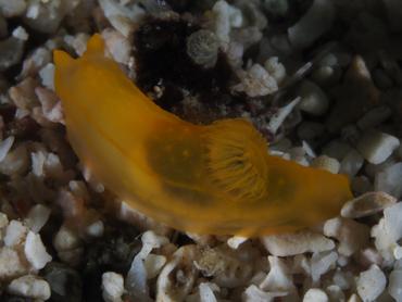 Yellow Nudibranch - Gymnodoris subflava - Komodo, Indonesia