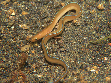 White-Margined Moray Eel - Gymnothorax albimarginatus - Lembeh Strait, Indonesia