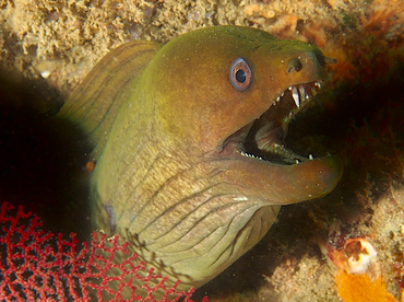 Panamic Green Moray Eel - Gymnothorax castaneus - Cabo San Lucas, Mexico