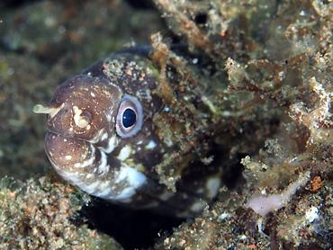 Robin's Moray Eel - Gymnothorax robinsi - Komodo, Indonesia