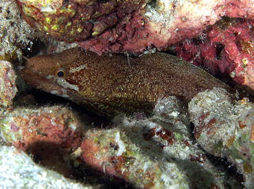 Barredfin Moray Eel - Gymnothorax zonipectis - Wakatobi, Indonesia