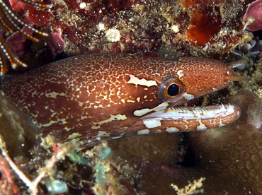 Barredfin Moray Eel - Gymnothorax zonipectis - Anilao, Philippines