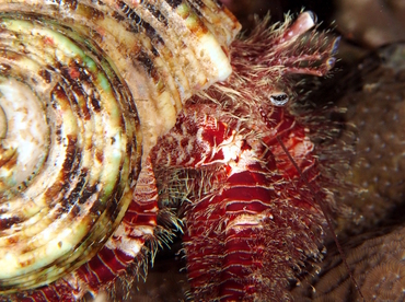 Hairy Red Hermit Crab - Aniculus erythraeus - Fiji