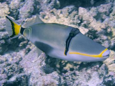 Halfmoon Triggerfish - Rhinecanthus lunula - Rangiroa, French Polynesia