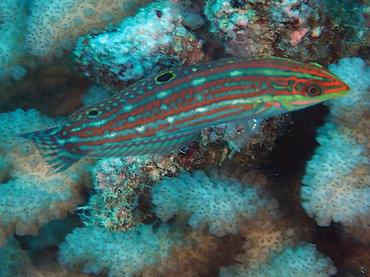 Claudia's Wrasse - Halichoeres claudia - Moorea, French Polynesia