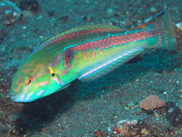 Goldstripe Wrasse - Halichoeres hartzfeldii - Bali, Indonesia