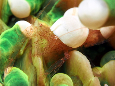 Egg Shell Shrimp - Hamopontonia corallicola - Lembeh Strait, Indonesia