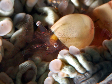 Egg Shell Shrimp - Hamopontonia corallicola - Anilao, Philippines