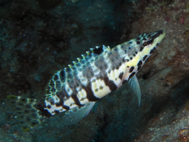 Harlequin Bass - Serranus tigrinus - Palm Beach, Florida
