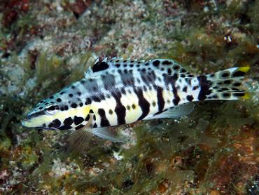 Harlequin Bass - Serranus tigrinus - British Virgin Islands