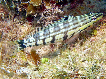 Harlequin Bass - Serranus tigrinus - Nassau, Bahamas