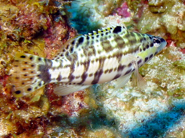 Harlequin Bass - Serranus tigrinus - Grand Cayman