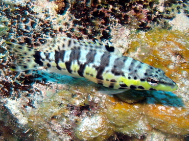 Harlequin Bass - Serranus tigrinus - Nassau, Bahamas