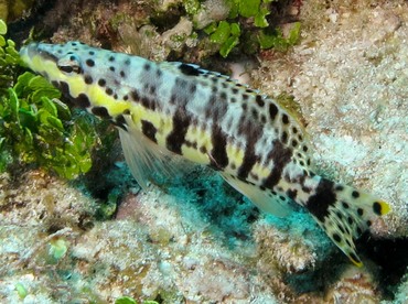 Harlequin Bass - Serranus tigrinus - Belize