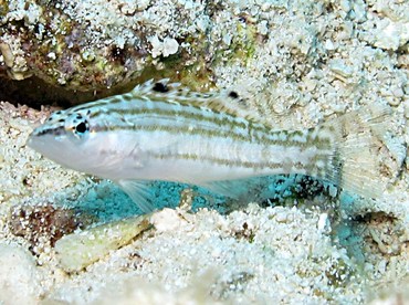 Harlequin Bass - Serranus tigrinus - Cozumel, Mexico