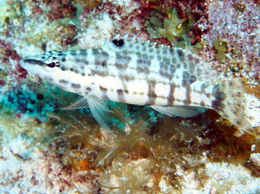 Harlequin Bass - Serranus tigrinus - Turks and Caicos