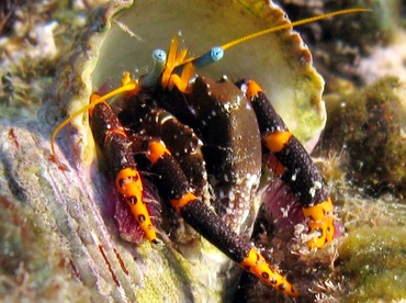 Hawaiian Elegant Hermit Crab - Calcinus c.f. elegans - Maui, Hawaii