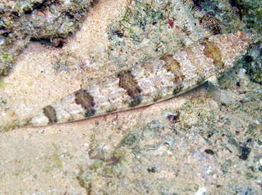 Hawaiian Lizardfish - Synodus ulae - Maui, Hawaii