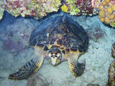 Hawksbill Turtle - Eretmochelys imbricata - Bimini, Bahamas