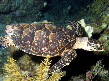 Hawksbill Turtle - Eretmochelys imbricata - Grand Cayman