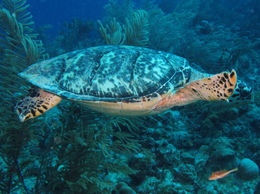 Hawksbill Turtle - Eretmochelys imbricata - Belize