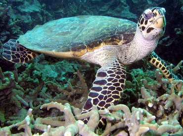 Hawksbill Turtle - Eretmochelys imbricata - Yap, Micronesia
