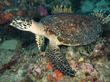 Hawksbill Turtle - Eretmochelys imbricata - Fiji