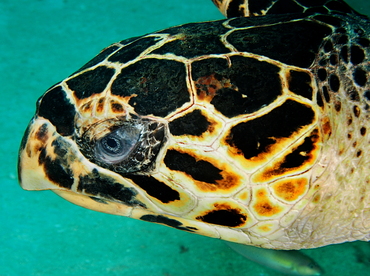 Hawksbill Turtle - Eretmochelys imbricata - Palm Beach, Florida