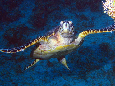 Hawksbill Turtle - Eretmochelys imbricata - Grand Cayman