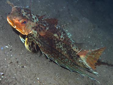 Oriental Flying Gurnard - Dactyloptena orientalis - Bali, Indonesia