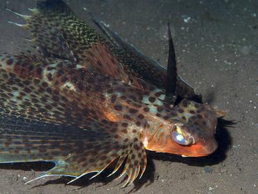 Oriental Flying Gurnard - Dactyloptena orientalis - Bali, Indonesia