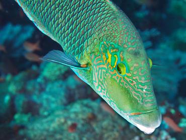 Blackeye Thicklip - Hemigymnus melapterus - Komodo, Indonesia