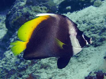 Singular Bannerfish - Heniochus singularius - Komodo, Indonesia