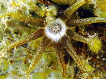 Hidden Sea Cucumber - Pseudothyone belli - St Thomas, USVI