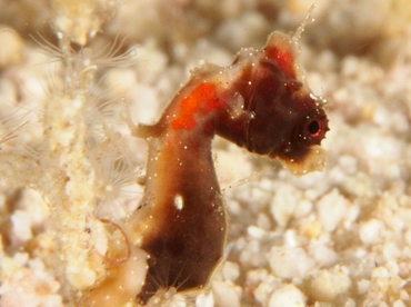 Pontoh's Pygmy Seahorse - Hippocampus pontohi - Fiji