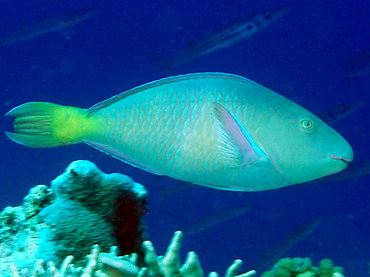 Pacific Longnose Parrotfish - Hipposcarus longiceps - Great Barrier Reef, Australia