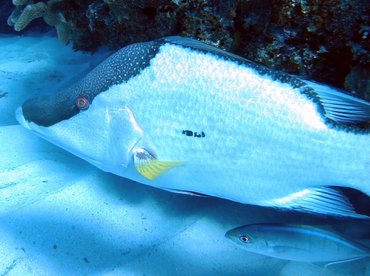 Hogfish - Lachnolaimus maximus - Little Cayman