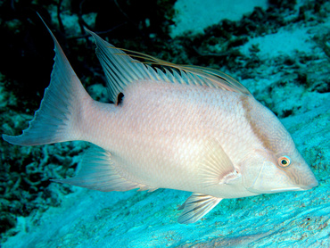 Hogfish - Lachnolaimus maximus - Cozumel, Mexico