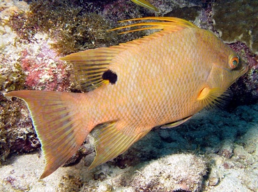 Hogfish - Lachnolaimus maximus - Key Largo, Florida