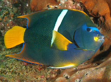 King Angelfish - Holacanthus passer - Cabo San Lucas, Mexico
