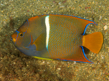 King Angelfish - Holacanthus passer - Cabo San Lucas, Mexico