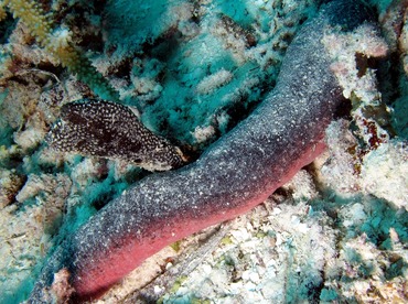 Pinkfish Sea Cucumber - Holothuria edulis - Palau