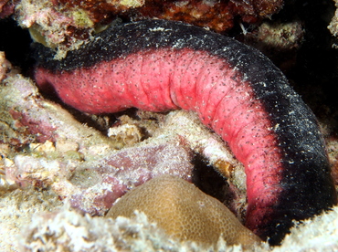 Pinkfish Sea Cucumber - Holothuria edulis - Fiji