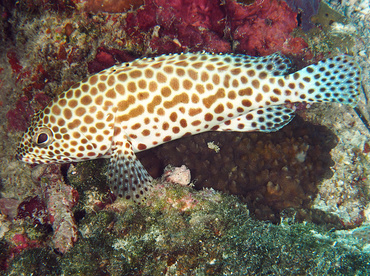 Honeycomb Grouper - Epinephelus merra - Wakatobi, Indonesia