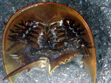 Atlantic Horseshoe Crab - Limulus polyphemus - Blue Heron Bridge, Florida