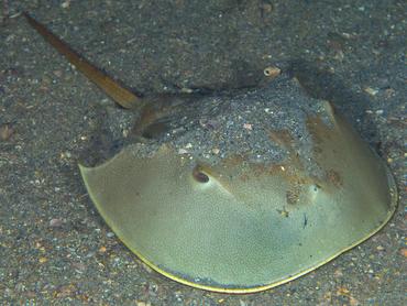 Atlantic Horseshoe Crab - Limulus polyphemus - Blue Heron Bridge, Florida